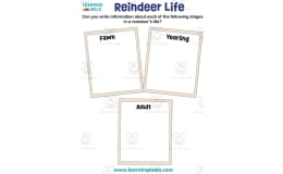 Reindeer Life Activity