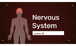Science Reading Comprehension 25: Nervous System PPT