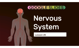 Science Reading Passage 25: Nervous System (Google Slides)