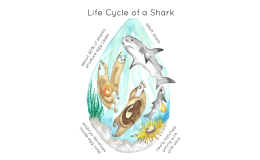 Shark Life Cycle Poster – Watercolor Stages