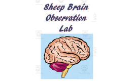 Sheep Brain Observation Lab