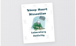 Sheep Heart Dissection Lab ~ Anatomy and Physiology