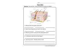 Skin Diagram Worksheet – Body Systems Activity