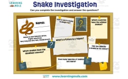 Snake Activity