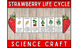 Strawberry Life Cycle Craft – Foldable Science Pack