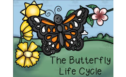 The Butterfly Life Cycle