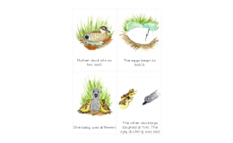 The Ugly Duckling Life Cycle Sequencing Cards