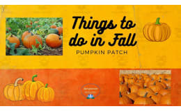 Things To Do in Fall - Pumpkin Patch Activity