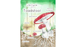 Toadstool Life Cycle Poster