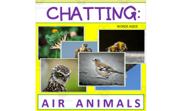Writing Prompt + Discussion Flashcards: Air Animals Pack