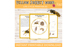 Yellow Jacket Wasp Life Cycle Worksheet- Insect Science Unit Study