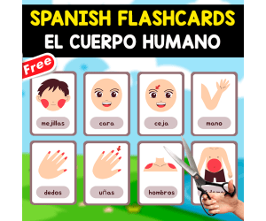 20 SPANISH FLASHCARDS | EL CUERPO HUMANO
