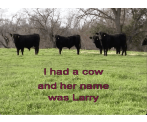 "A Cow Named Larry" Math Song