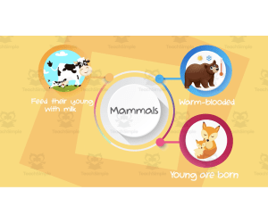 All About Mammals | Animated Animals Video Lesson