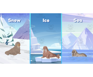 All About Walruses | Five Facts Video Lesson