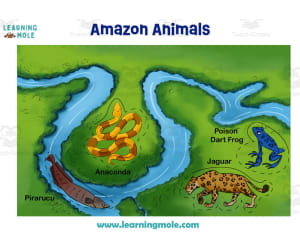 Amazon River Animals Activity