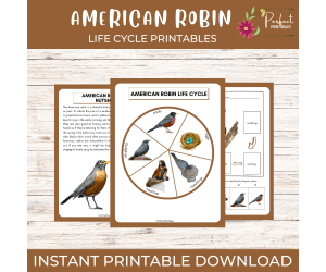 American Robin Life Cycle Worksheet- Birds Science Unit Study With Fun