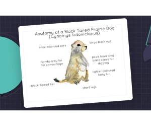 Anatomy of a Black Tailed Prairie Dog