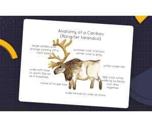 Anatomy of a Caribou