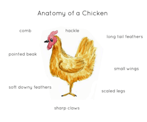 Anatomy of a Chicken
