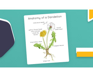 Anatomy of a Dandelion