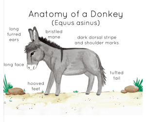 Anatomy of a Donkey