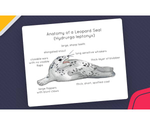 Anatomy of a Leopard Seal