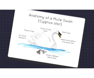 Mute Swan Anatomy Flashcards – Watercolor Set