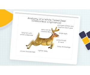 Anatomy of a White-Tailed Deer – Watercolor Print