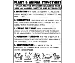 Animal Behaviors Printable