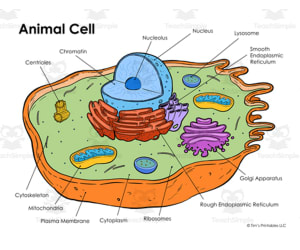 Animal Cell Diagram