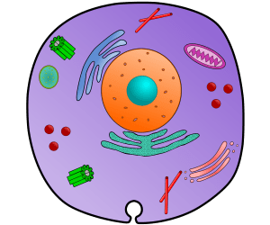 Animal Cell Organelles – Labeled & Blank Diagrams