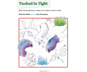 Animal Lovers Coloring Activities