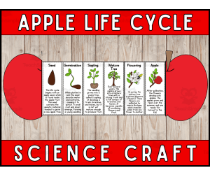 Apple Life Cycle Craft Foldable Science Cut and Paste Activity