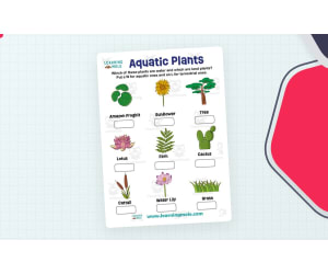 Aquatic Plants Activity – STEM Learning