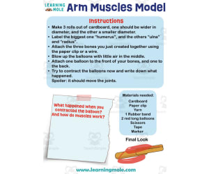 Arm Muscles Model Activity