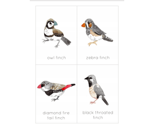 Australian Finch Flashcard Prints | Printable Foreign Finch Poster | Australian Nature Study