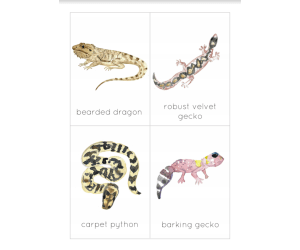 Australian Reptiles Flashcards and Poster Set | Australian Nature Study Printable