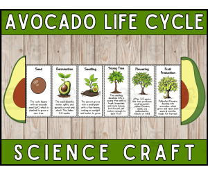 Avocado Life Cycle Craft Foldable Science Cut and Paste Activity