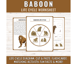 Baboon Life Cycle: African Primate Science Unit Study & Fun Facts!