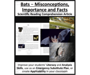 Bats Reading Comprehension Article