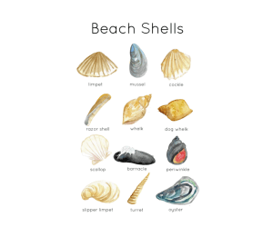 Beach Shell Flashcards and ID Poster Set