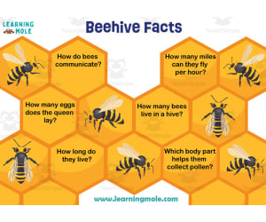 Beehive Activity