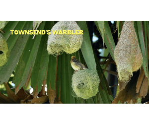 Bird Habitats | Animated Birds Video Lesson