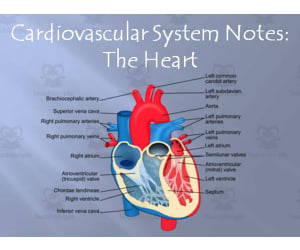 Cardiovascular System | Heart Structures PowerPoint Presentation
