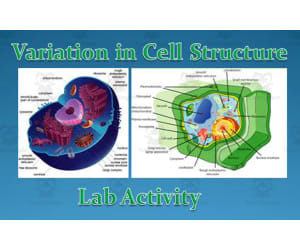 Cell Lab Activity