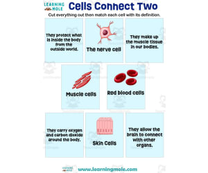 Cells Connect Two Activity