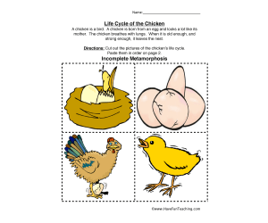 Chicken Life Cycle Worksheet