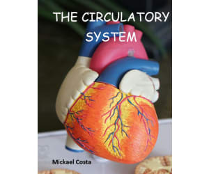 Circulatory system