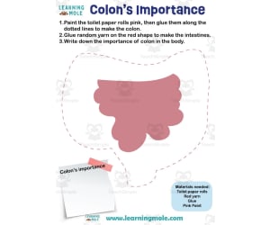 Colon's Importance Activity